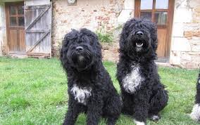 Companheiro de brincadeira do fozzie, exploram todos os recantos da quinta. Cao De Agua Conheca As Principais Racas Meus Animais