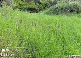 Image result for Cenchrus clandestinus