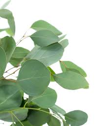 Eukalyptus Online Bestellen Eukalyptus Hochzeit Eukalyptus Grune Girlande