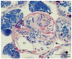 Image result for Dignathia