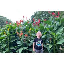 Image result for Cannaceae