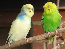 Budgies are bred in captivity with colouring of blues, whites, yellows, greys, and eve. Kinder Und Tiere Das Richtige Vogelheim Fur Wellensittiche