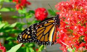 Mariposas Monarca