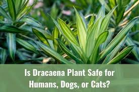 Maybe you would like to learn more about one of these? Is Dracaena Plant Safe For Humans Dogs Or Cats Ready To Diy