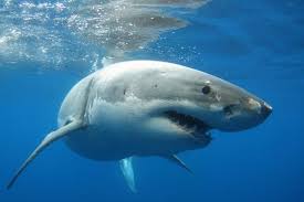 All three of these towns are located the bridge seen in the film is the american legion memorial bridge. Jaws Locations Then And Now Hgtv