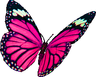 It is also a fresh and natural image through butterflies in the forest background where water droplets bleed. Animated Butterfly Gif Images Gifs Tenor