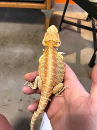 It comes in two types, american smoothie and italian smoothie. Hypo Leatherback Bearded Dragon Juvenile Nature Box Pet Emporium