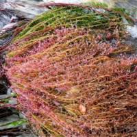 Image result for Tristicha trifaria