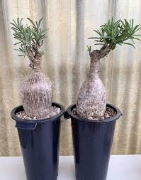 Image result for Adenium swazicum