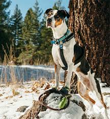 5641 cowrie st, sechelt, british columbia v0n 3a0, sechelt, british columbia, v0n 3a0. All For Pets Location Map Pet Food Sechelt Pet Supplies Sechelt Pet Food Sunshine Coast Pet Supplies Sunshine Coast Pet Food Roberts Creek Pet Supplies Roberts Creek Pet Food Halfmoon Bay Pet