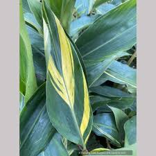 Image result for Alpinia zerumbet