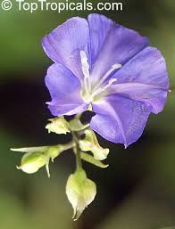 Image result for Jacquemontia