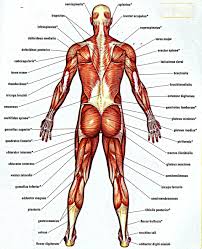 While new research is necessary, this data will give you an idea of muscle mass percentages for different age your cv and height are placed on a chart with precalculated body fat percentage estimates. Muscle Chart Of The Human Body Koibana Info Muscle Anatomy Human Anatomy Chart Muscle Diagram