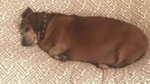 Free for commercial use no attribution required high quality images. Fat Vincent The Dachshund Transformed After Losing More Than Half His Body Weight Abc News
