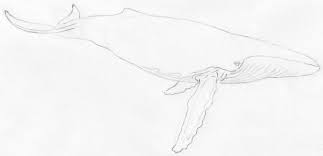 The blue whale is considered to be the largest animal known to have ever survived on earth, reaching 33 meters in length and weighing 181 tons. How To Draw Whale Super Simple Tutorial