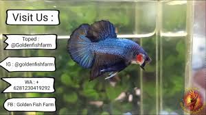 Pembayaran mudah, pengiriman cepat & bisa cicil 0%. Ikan Cupang Avatar Dragon Trendy Betta Fish Youtube