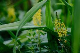 Image result for Lysimachia angustiloba