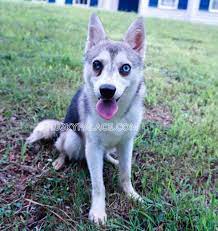 Alaskan Klee Klai Sc Breeder Alaskan Klee Kai Puppy Alaskan Klee Kai Puppies