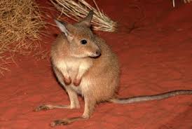 Image result for Polystachya heckmanniana