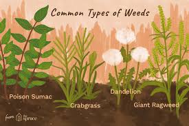 17 common types of weeds