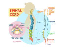 These messages could say to slow down or speed up, depending on the situation. How The Spinal Cord Works Orthopedic Sports Medicine