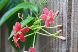 Can texas flowers bushy shade to austin vines captain vines plants , green , in plants , texas. Vines For Growing In Houston Choosing The Right Vine For Your Garden