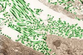 The telegraph, 01 июня 2020. Immune Responses In Ebola Survivors 2 Years After Infection Provide Clues For Vaccine Development