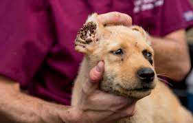 We specialize in summer pet travel, even from the hottest states such as arizona, texas, hawaii and florida, during the hottest months. The Dog Factory Inside The Sickening World Of Puppy Mills Rolling Stone
