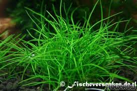 Image result for Faroa pusilla