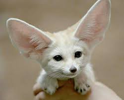 صورة رائعة ل ثعلب الفنك الجزائري الجزائر Algerian Fennec Fox Algeria Pet Fox Animals Beautiful Cute Animals