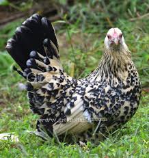 Mille fleur d uccle bantam. Green Grables 2020