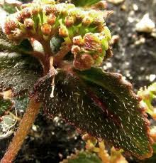 Image result for Euphorbia ophthalmica