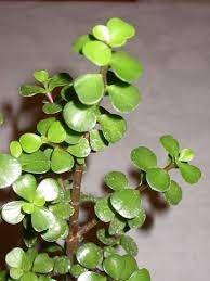 Elephant bush elephant food dwarf jade portulacaria afra elephant bush is a large bushing succulent with woody stems that can grow to incredible heights when given the proper time nutrients and growing conditions. Portulacaria Care Growing Elephant Bush Succulents In The Home Elephant Plant Succulent Landscaping Jade Plant Care