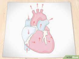 How to draw human heart class 10/human heart pencil drawing/human heart drawing color/human heart drawing labeled/drawing. How To Draw A Human Heart With Pictures Wikihow