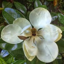 Flowers by robert taylor inc. The Secret Society Hidden Mystery The Secrets Of Happiness By Richard Schoch Pages Directory