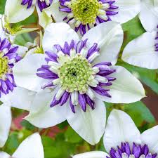 As the bloom matures, the striped lilac pink outer petals fall away leaving the pom pom light pink center. Buy Clematis Viennetta Deciduous Climbing Shrub Free Uk Delivery