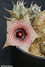 Image result for Huernia verekeri