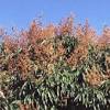 Players also receive 70 farming experience each time they pick a dragonfruit from the tree, which it produces. 1