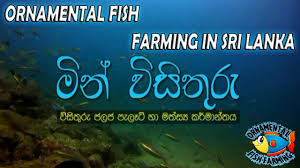 Ornamental Fish Farming In Sri Lanka Sinhala Aquarium Fish Youtube