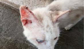 Le vétérinaire est parfaitement qualifié pour vous prescrire des solutions nécessaires au bon rétablissement de votre animal de compagnie. Traitements Naturels Contre La Gale Des Oreilles Chez Les Chats