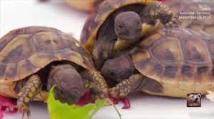 Hibiscus is a flowering plant which is typically grown in warm tropical climates. Baby Tortoises Love Nibbling On Hibiscus Videos From The Weather Channel Weather Com