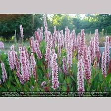 Image result for Buchnera affinis