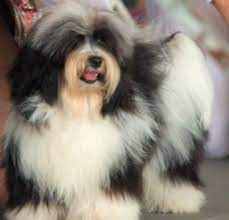 Before buying a puppy it is important to understand the associated costs of owning a dog. Unterschied Zwischen Havanese Und Coton De Tulear Tiere Der Unterschied Zwischen Ahnlichen Objekten Und Begriffen