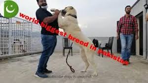 Alabai̇ orta asya çoban köpeği alabai central asia shepherd dog ( bu bir t.c. World Biggest Dog Breed In Pakistan Central Asian Ovcharka Youtube