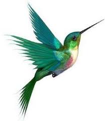 Cartoon Hummingbird Google Search Hummingbird Tattoo Birds Tattoo Tattoos