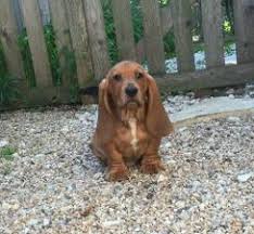 The search tool above returns a list of breeders located nearest to the zip or. Akc Registered Basset Hound Puppies For Sale Sandyhill Basset Hounds