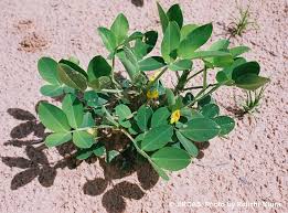 Image result for Arachis hypogaea