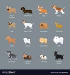Medium Dog Breeds | Pets4Homes