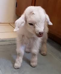 Pin By Vm On Texas Animals Animal Pictures Lauren Johnson