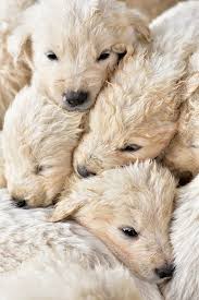 You should have the most information possible before choosing your you are invited to browse our pages, and learn about our goldendoodle adoption process. Puppy Import Licences More Than Double Over Summer Dogs Today Magazine